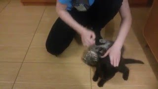 видео с котами