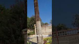 A Day in Egypt #اكسبلور #acoupledaysinmylife #yourlife #adayinmylifeonww #تصميمي #تيك_توك