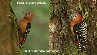 Bird Watching Experience in Pangot, loving White-throated Laughingthrush, Rufous-bellied Woodpecker