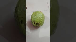 எவ்ளோ பெரிய கொய்யாக்கா ̓🍈