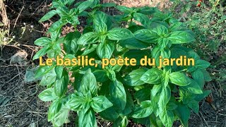 Le basilic poète du jardin