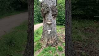 VISAGE 🤪 #nature #beauté #parcdelacolombiere