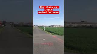 Iba talaga sa Japan ang Dami halaman #shortvideo #travel #japantrip #japan  #ilovejapan #insidejapan