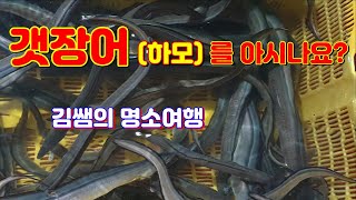 [전국여행] 갯장어(하모)를 아십니까? / 갯장어(하모회)와 붕장어(아나고회)를 구별해 보세요. 붕장어보다 3배정도 값이 비싸고 더 맛이 있는 하모회 드시러 오세요 #김쌤명소