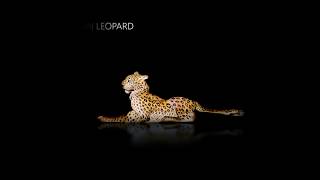 WWF-Armenia Leopard English