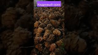 Кедровый орех из Сибири. #кедр #орех #шишка