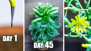 Growing Lettuce Time Lapse - Seed to Flower (75 Days)