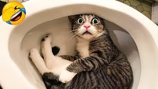 Funny Animals 2023😂 funny Cats And Dogs🤣 Best Funny Animals Compilation 😁 part. 11