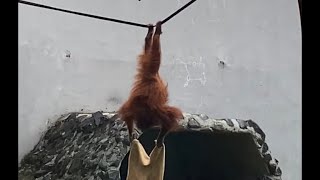 Wah ada #atraksi #orangutan #monkey #animals #hewan #vacation #liburan #fyp #trending #viralvideo