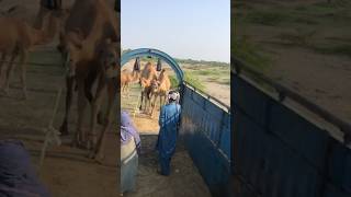 Camels market vlogs #animals #camel #youtubeshorts #youtubevideos #ytshorts #youtube