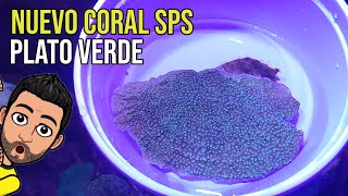 Coral sps Plato Verde - Como pegarlo y como crece