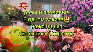 💥розы🌹и плодовые саженцы в одном "флаконе"😃 💥- бомбическая посылка из питомника "Соцветие"!