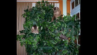 Maine Coon Cat Trees