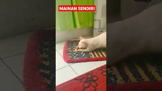 MAINAN SENDIRI #shorts #kucing #kucingimut #kucinglucu #kucingkampung #cats #viral #istanalokajaya