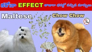 Top 5 Dog Prices In India | Telugu | Taju logics