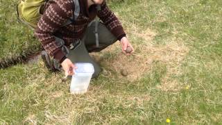 Two great skua nests really really close together