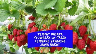 Wisata Strowbery La Fresa Lembang Bandung Jawa Barat