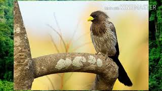 Los Turacos o Musophágidos