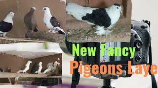 🦅beautiful fancy pigeons /choti vale kabutar/cheap pigeons #youtube @saboorhasan7421