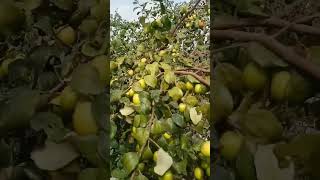 अपने पास जो चीज हैं वो दुनिया मे किधर भी नही मिलती #greenfarm #appleberfarming #kashmiriappleber