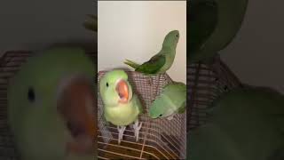 Parrot, tota #cute #main #mummy#funny funny parrot video