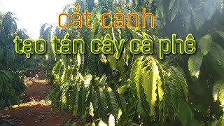 #cắtcànhtạotánchocâycàphê . Kỹ thuật cắt cành tạo tán cho cây cà phê