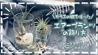 【エアープランツ】【飾り方】ガラス瓶を使ったエアープランツの飾り方