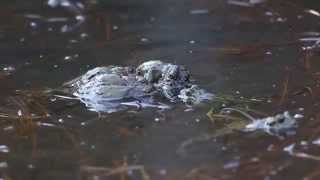 Western Toad Mating Ball