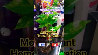 Beutiful Money plant home decoration|| Miniature garden #youtubeshorts #shorts #shortvideo