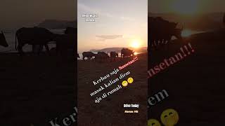 Kerbau Sunsetan || Driver Wisata Lombok 🚗🐃