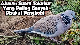 Alunan Suara Tekukur Yang Paling Disukai Penghobi || Suara Jernih dan Mantab