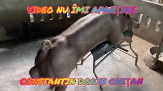 Pietrain ROȘU 🤣🤣🤣🤣