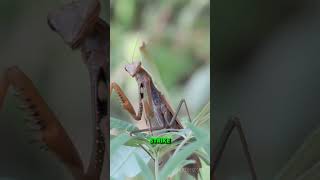 Why Mantis Always Stare At You 😱 #facts #amazing #trending #shorts #viralvideos #youtubeshorts