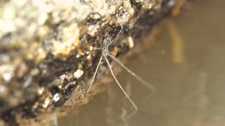 Water Spider