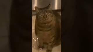 My cat took a piss in the kitchen