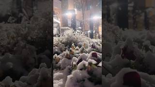 Snowfall in Virginia USA || Fresh Snow #snowfall #trending #trendingshorts #snow #shorts