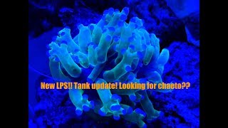 New LPS!!! Tank update!! Looking for chaeto???