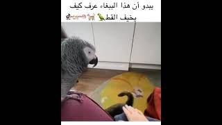 كاسيكو يخيف القط