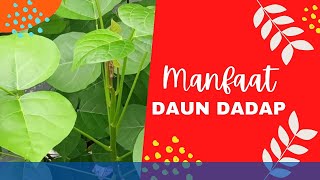 Manfaat Daun Dadap bagi Kesehatan