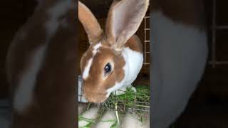 Rex Rabbits Meat Breeding Stock