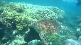 Turtle & Snorkellers Cruise: Wavelength Snorkeling Great Barrier Reef.AVI