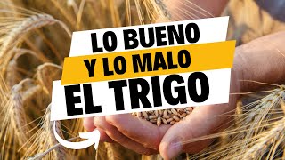 Trigo: Lo BUENO  y lo MALO de este cereal, descubrelo hoy