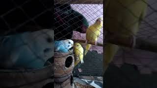 Australian Parrot | part 1 |