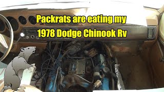 Packrats Are Eating MY 1978 Dodge Chinook RV