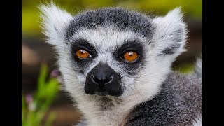 Wildlife & Nature - Madagascar: Land of the Lemurs