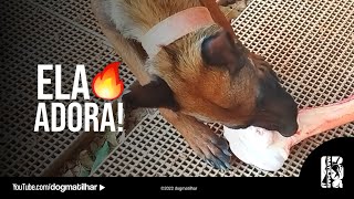 DEI UM OSSO BOVINO PARA MINHA PASTOR BELGA MALINOIS 🔥