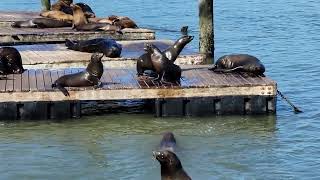 SF Sealions 1/2