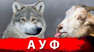 АГИТПРОП - АУФ