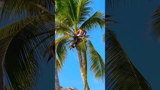 Coconut Ammunition 🥥🌴 Best Defence #mexico #coconut #palmtree #offgrid #selfdefense #fit #shorts