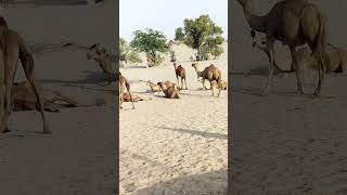 Desi camel|white Desert #viral #trending #shorts